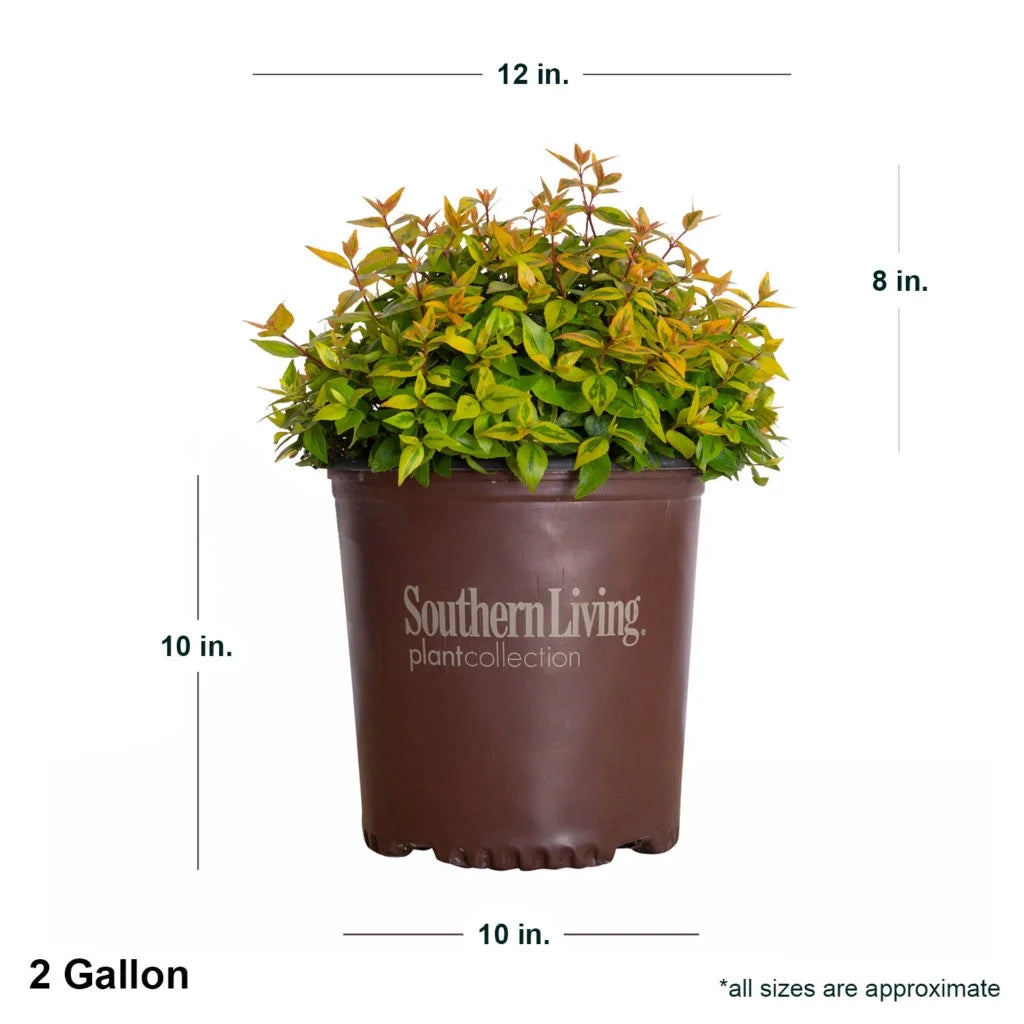 1.5 Gallon Evergreen Shrub with Variegated Foliage D63692