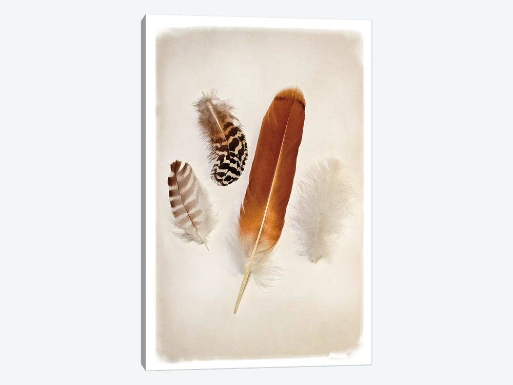 Canvas Wall Decor Prints - Feather Group I Q439415