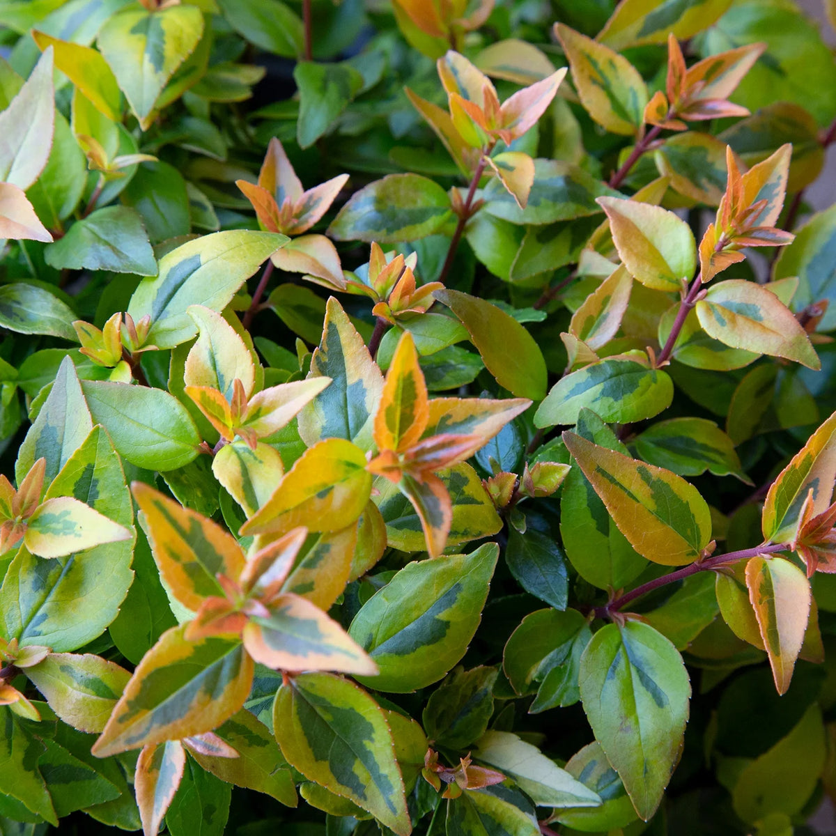 1.5 Gallon Evergreen Shrub with Variegated Foliage D63692