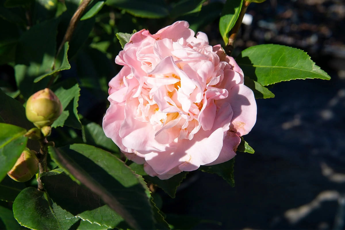 Camellia Winter Bloom Pink Flowers F820632