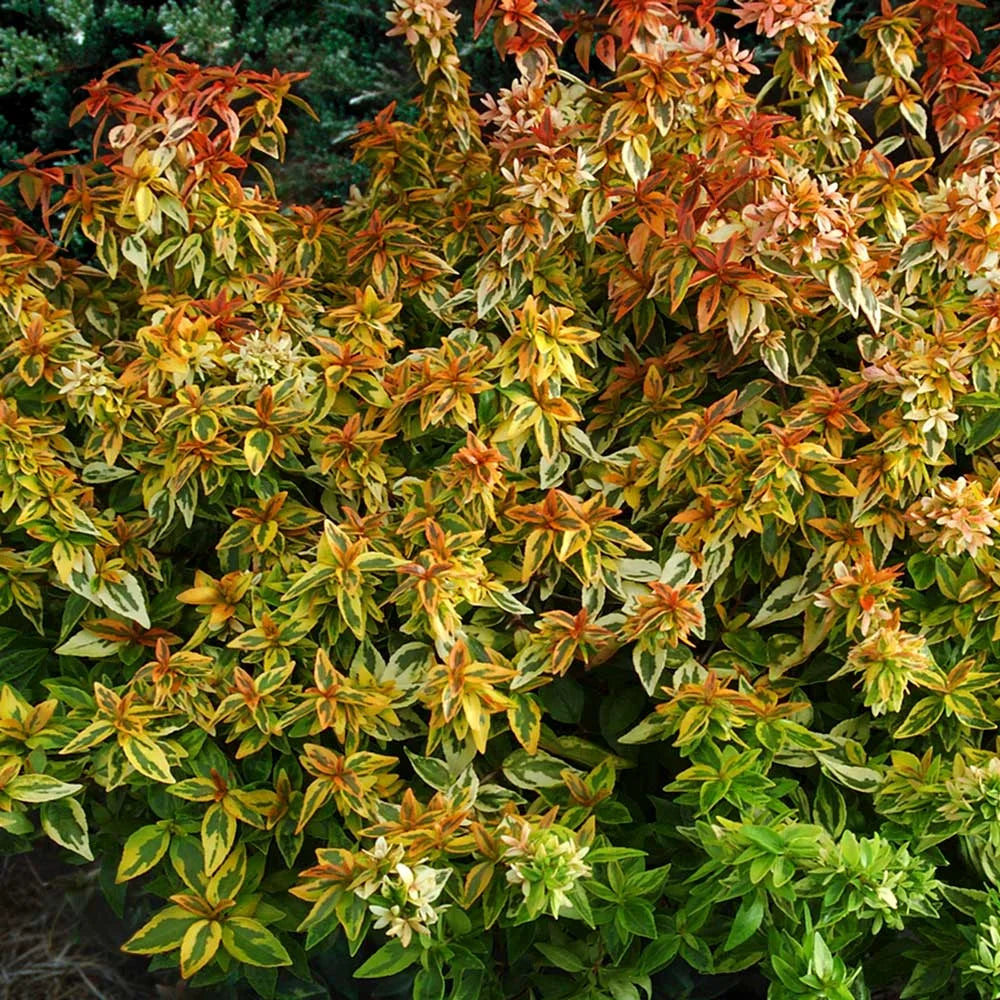 1.5 Gallon Evergreen Shrub with Variegated Foliage D63692