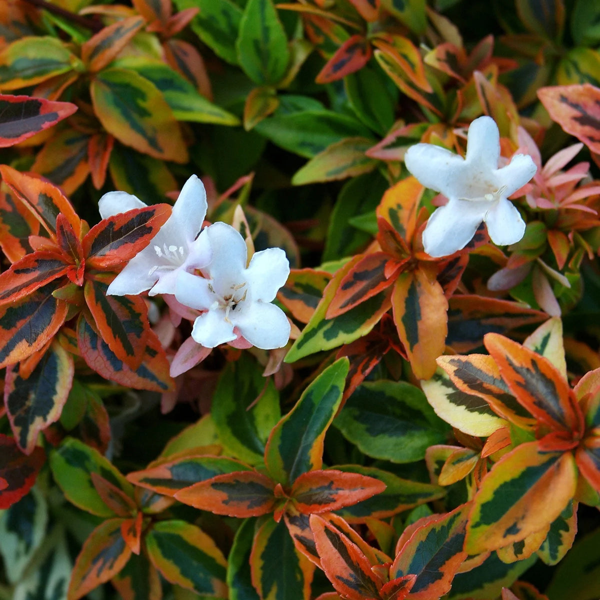 1.5 Gallon Evergreen Shrub with Variegated Foliage D63692