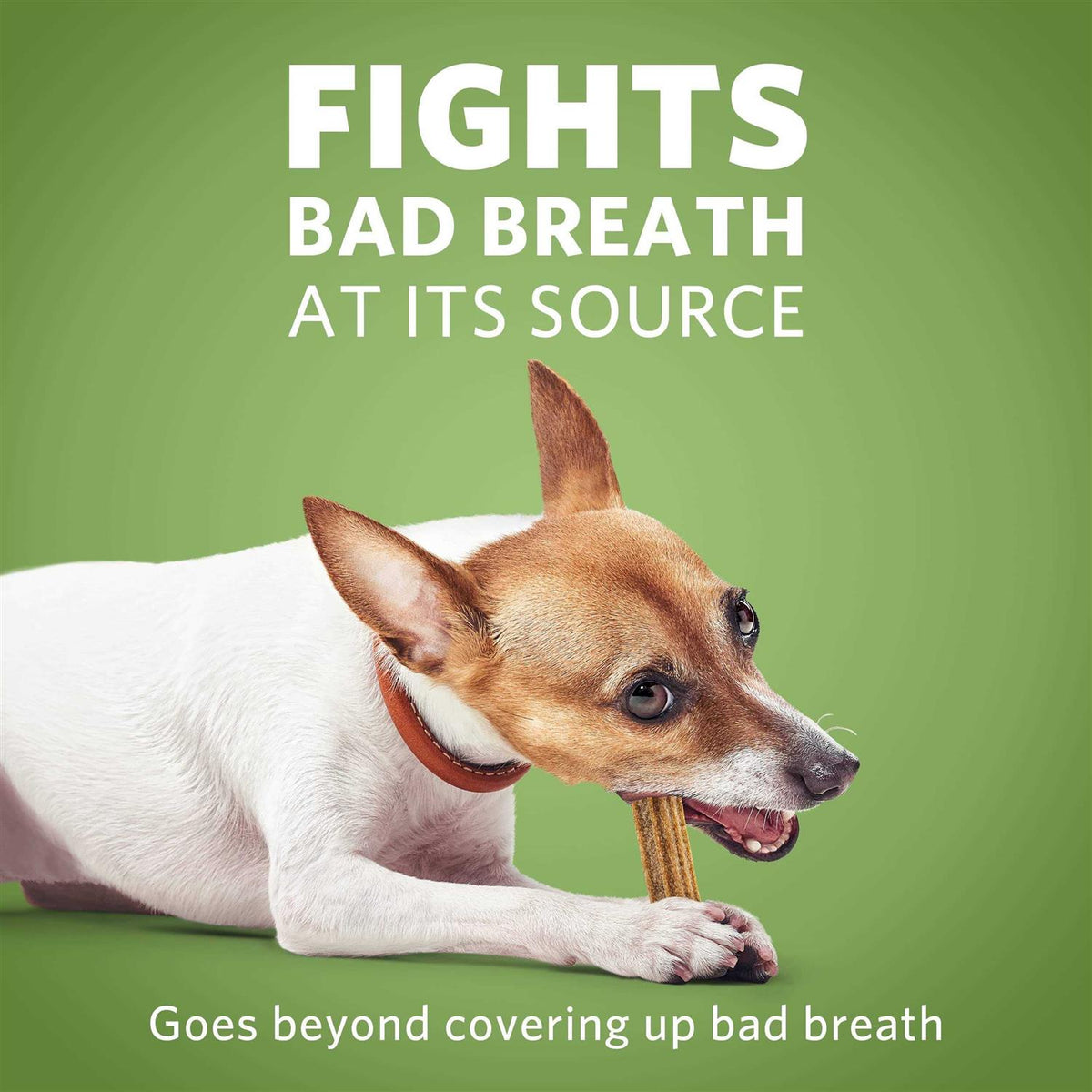 Daily Oral Care Mini Dog Chews H809