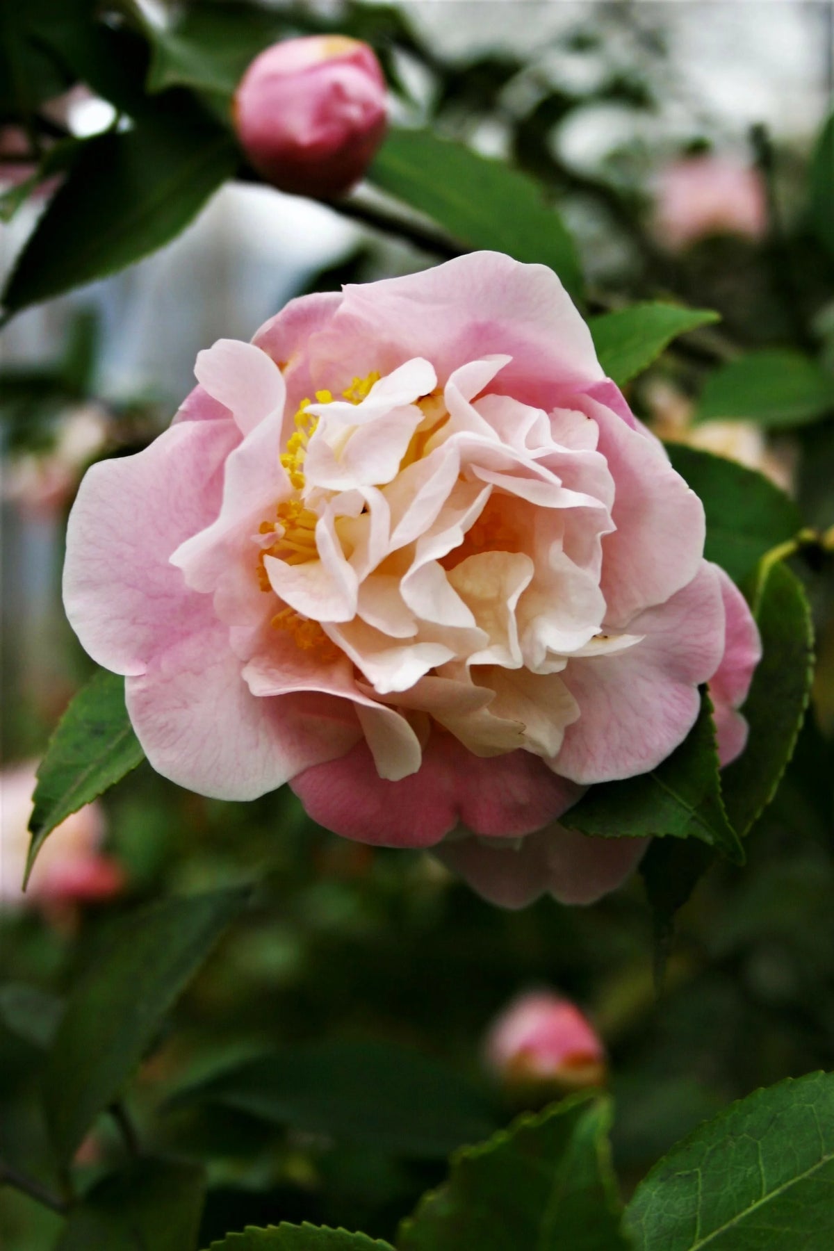 Camellia Winter Bloom Pink Flowers F820632