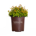 1.5 Gallon Evergreen Shrub with Variegated Foliage D63692