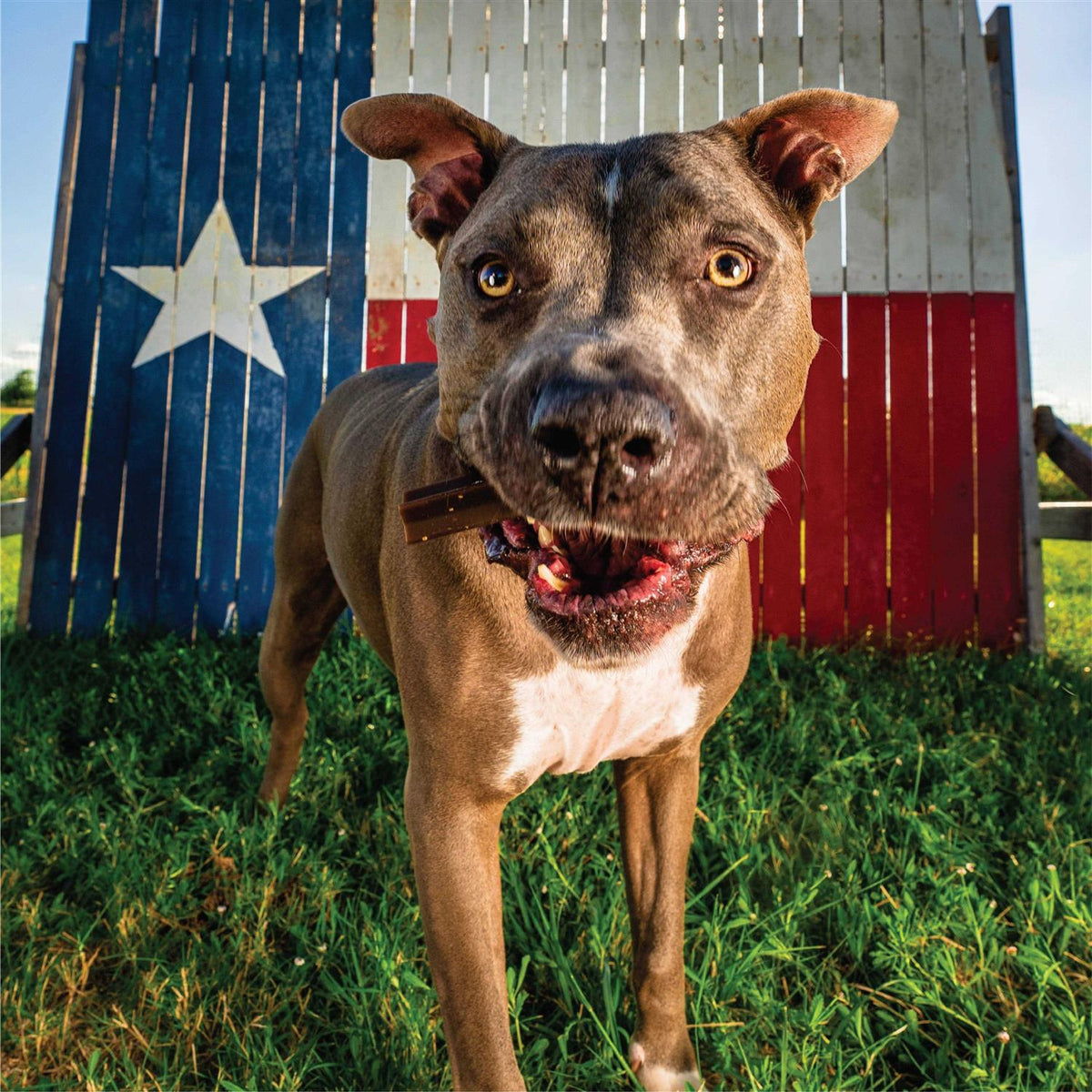 Grain Free Dental Chew Sticks L776587