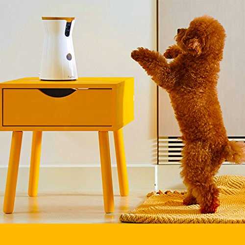 Dog Camera Q23752