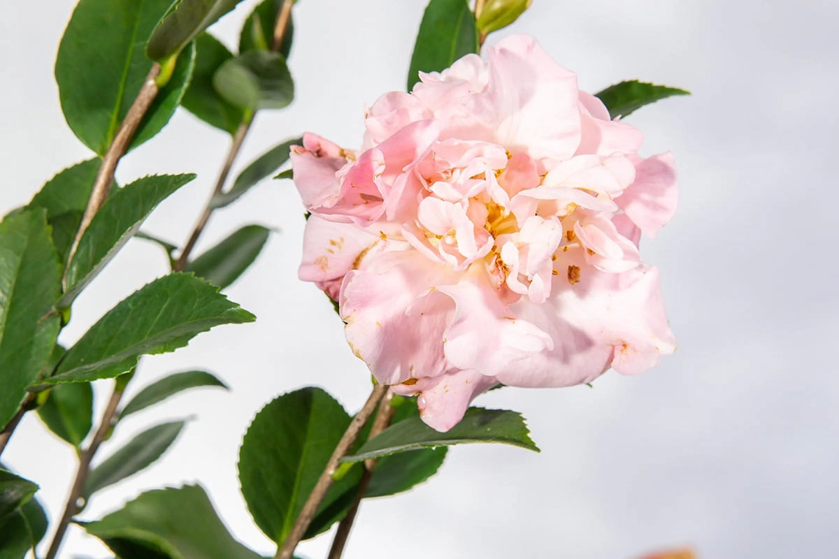 Camellia Winter Bloom Pink Flowers F820632